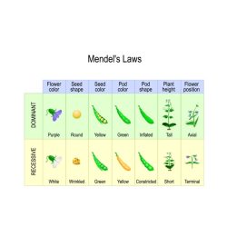 Genetics practice 1 basic mendelian genetics