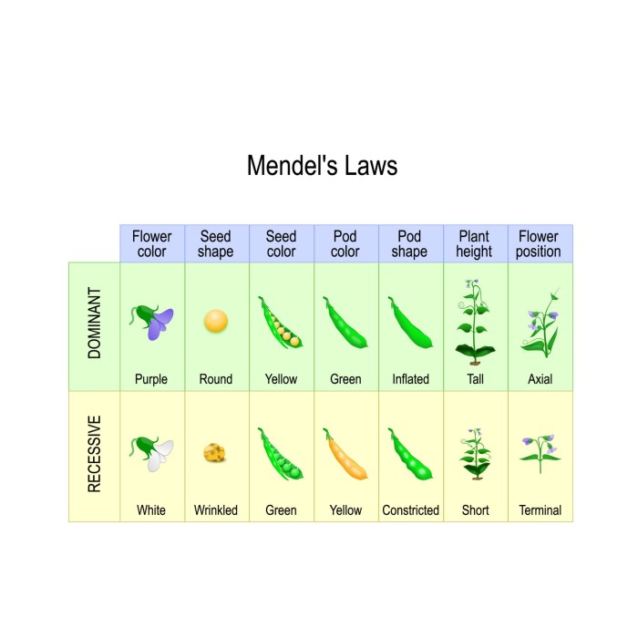 Genetics practice 1 basic mendelian genetics