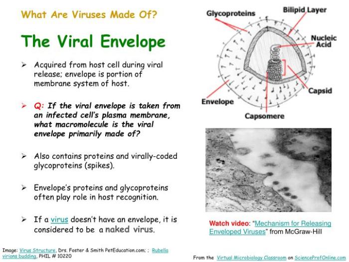 Enveloped viruses membranes lipid influenza mechanisms