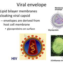 The viral envelope closely resembles the