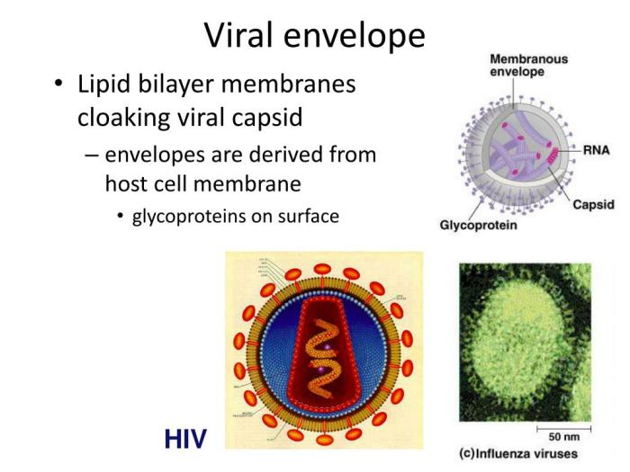 The viral envelope closely resembles the