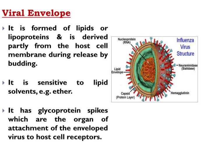 Enveloped non virus viruses difference between capsid oviedo spikes hard choose biology provide board common most year differences major people