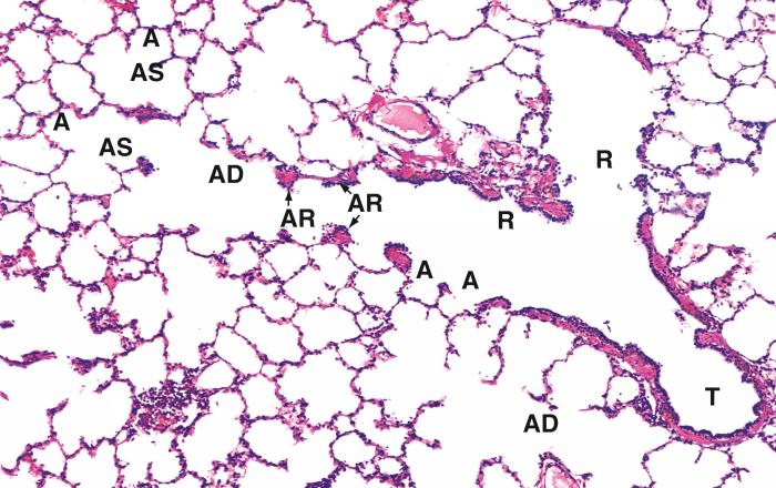 Control of the diameter of the respiratory passages depends upon