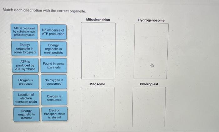 Match each description with the correct organelle