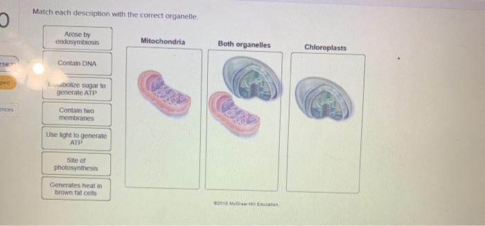 Match each description with the correct organelle