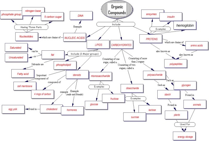 Biology corner cell graphic organizer answers