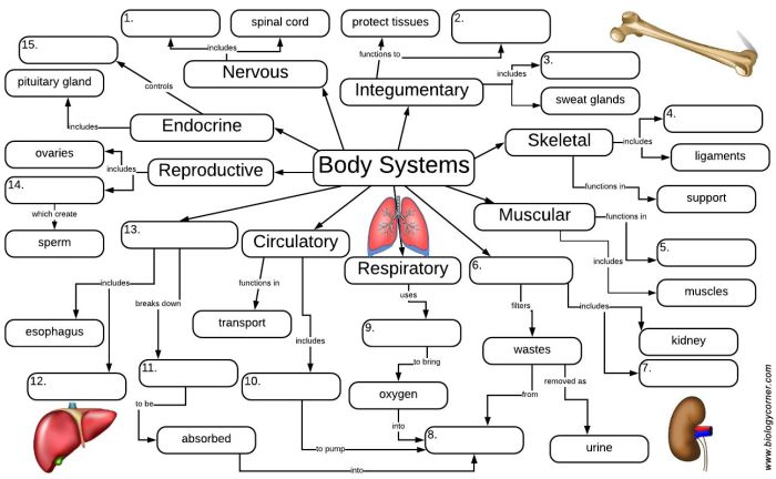 Biology corner cell graphic organizer answers