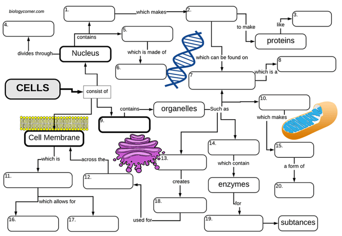 Biology corner cell graphic organizer answers