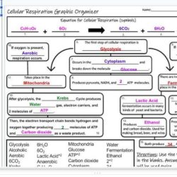 Biology corner cell graphic organizer answers