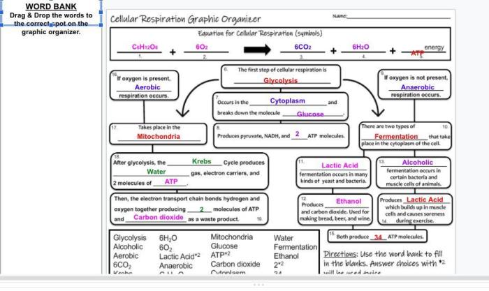 Biology corner cell graphic organizer answers